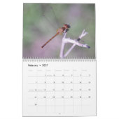 Damselflies-und Libellen-Kalender Kalender (Feb 2027)