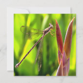 Damselfly balanciert auf einem Blume Einladung (Vorderseite)