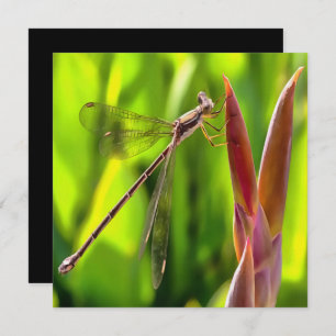 Damselfly balanciert auf einem Blume Einladung