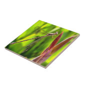 Damselfly balanciert auf einem Blume Fliese (Seite)