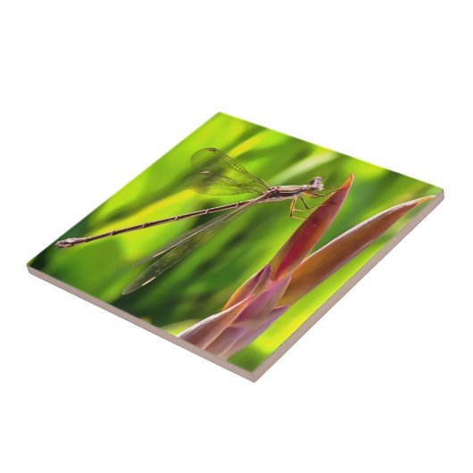 Damselfly balanciert auf einem Blume Fliese (Seite)