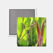 Damselfly balanciert auf einem Blume Magnet (Vorderseite/Rückseite)