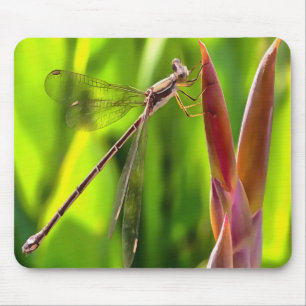 Damselfly balanciert auf einem Blume Mousepad