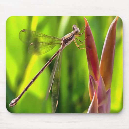 Damselfly balanciert auf einem Blume Mousepad (Vorne)