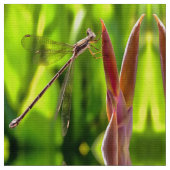 Damselfly balanciert auf einem Blume Stoff (Nahaufnahme)