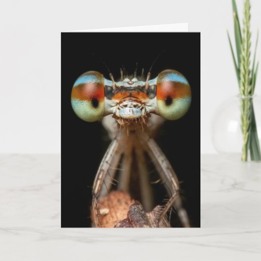 DAMSELFLY CUTE CLOSEUP  CARD KARTE (Vorderseite)