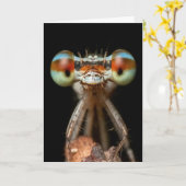 DAMSELFLY CUTE CLOSEUP  CARD KARTE (Gelbe Blume)