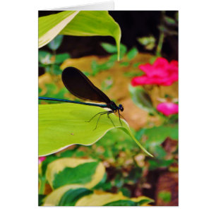 Damselfly und Rose