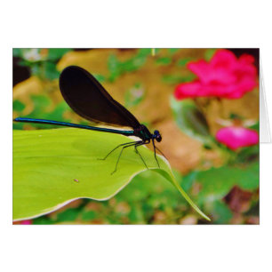 Damselfly und Rose