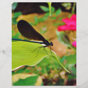 Damselfly und Rose