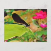 Damselfly und Rose Postkarte (Vorderseite)
