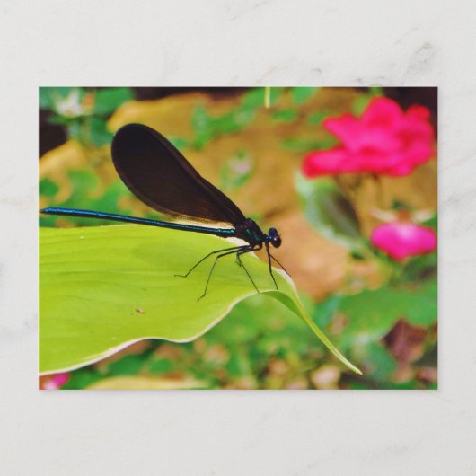 Damselfly und Rose Postkarte (Vorderseite)