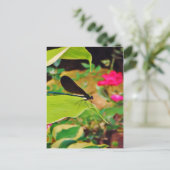 Damselfly und Rose Postkarte (Stehend Vorderseite)