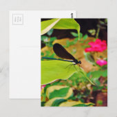 Damselfly und Rose Postkarte (Vorne/Hinten)