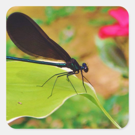 Damselfly und Rose Quadratischer Aufkleber (Vorderseite)