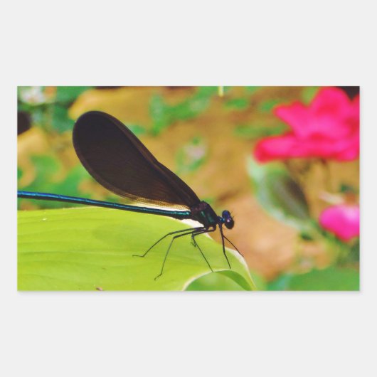 Damselfly und Rose Rechteckiger Aufkleber (Vorderseite)