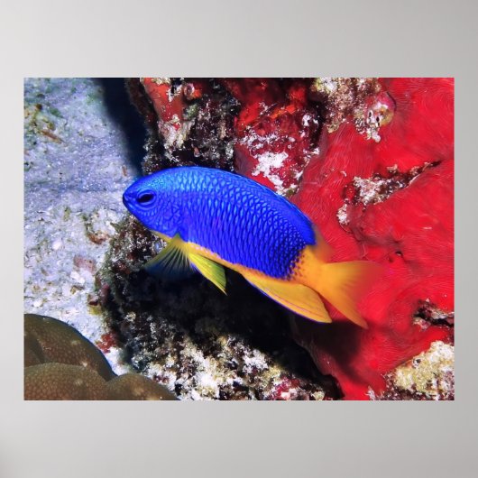 Damselische Malediven Poster (Vorne)