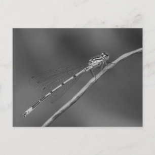 Damselly Postcard Postkarte