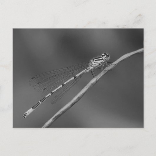 Damselly Postcard Postkarte (Vorderseite)