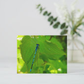 Damselly Postkarte (Stehend Vorderseite)