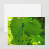 Damselly Postkarte (Vorne/Hinten)