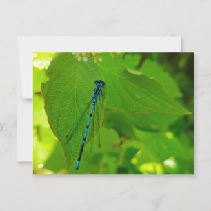 Damselly Postkarte
