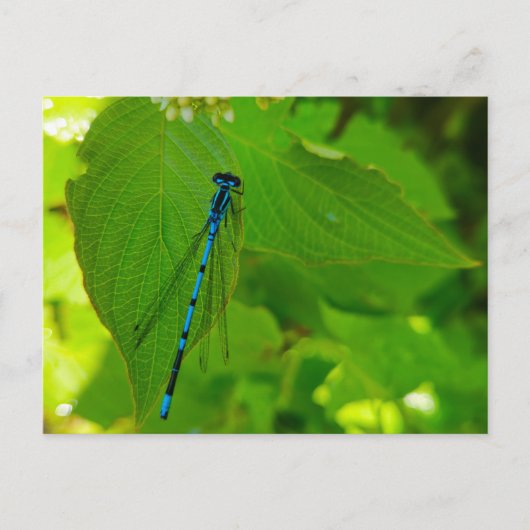 Damselly Postkarte (Vorderseite)