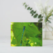 Damselly Postkarte (Stehend Vorderseite)