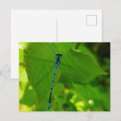 Damselly Postkarte (Vorne/Hinten)