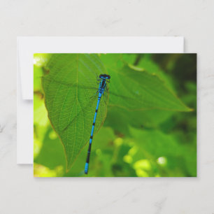 Damselly Postkarte