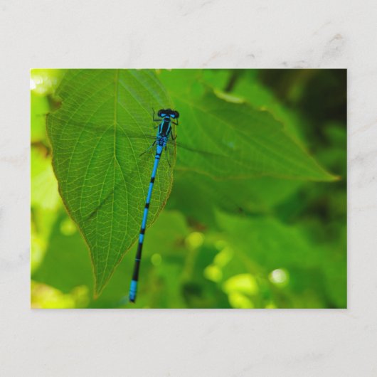 Damselly Postkarte (Vorderseite)