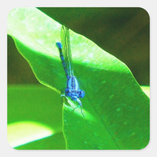 Damselly Quadratischer Aufkleber
