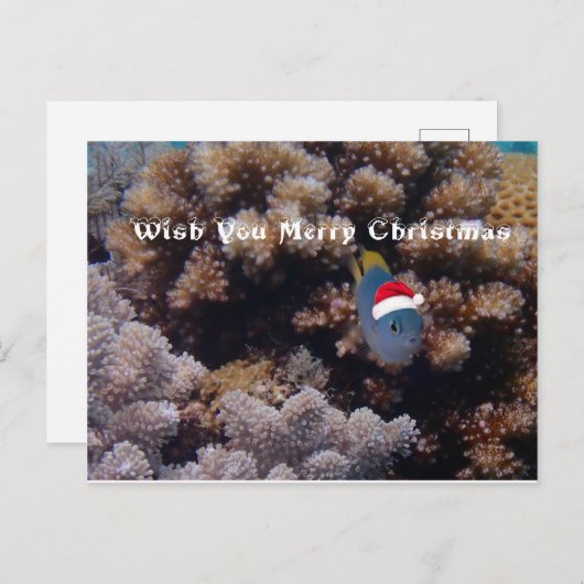 Damselus Postkarte (Vorne/Hinten)