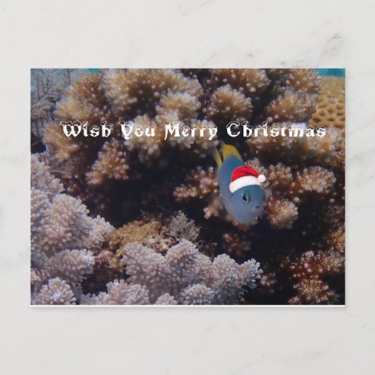 Damselus Postkarte (Vorderseite)