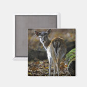 Damwild, Dama dama, Damhirsch, Hirschkalb Magnet (Vorderseite/Rückseite)