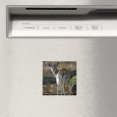 Damwild, Dama dama, Damhirsch, Hirschkalb Magnet (In Situ (Geschirrspüler))