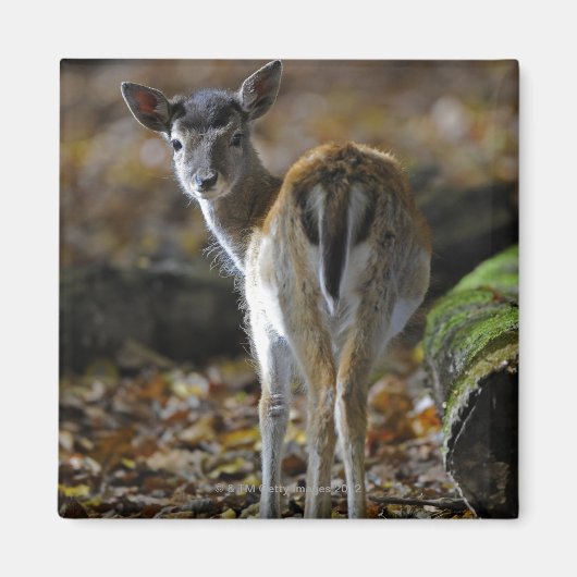 Damwild, Dama dama, Damhirsch, Hirschkalb Magnet (Vorne)