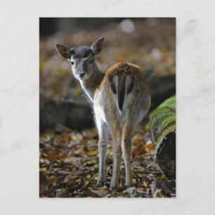 Damwild, Dama dama, Damhirsch, Hirschkalb Postkarte