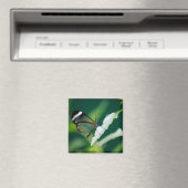 Dana Magnet (In Situ (Geschirrspüler))