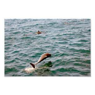 Dana Point Fotodruck
