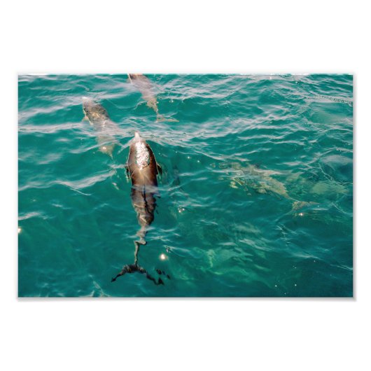 Dana Point Fotodruck (Vorne)