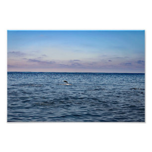 Dana Point Fotodruck
