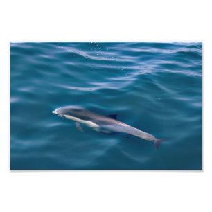 Dana Point Fotodruck