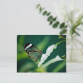 Dana Postcard Postkarte (Stehend Vorderseite)