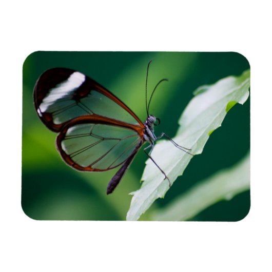 Dana Premium Magnet (Horizontal)