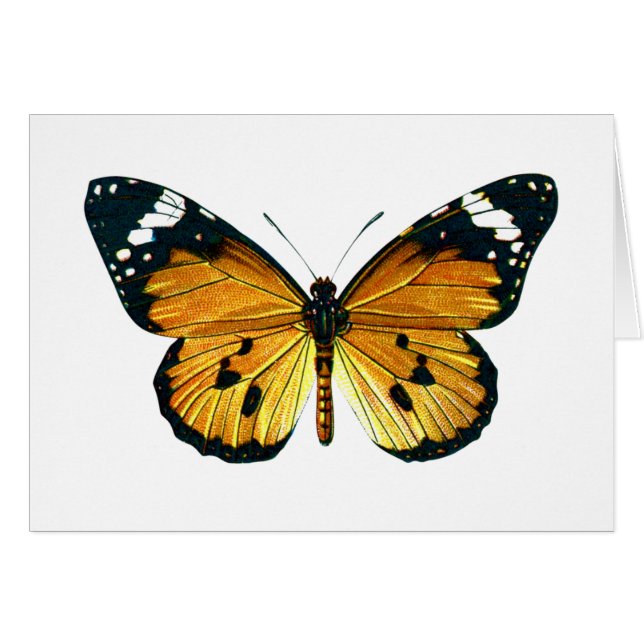 Danaus chrysippus Schmetterling (Vorderseite (Horizontal))