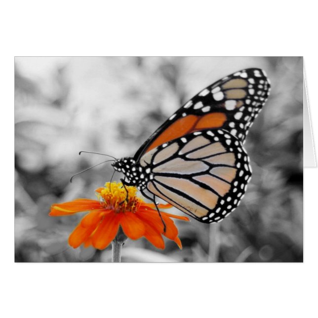 Danaus Plexippus I - Karte (Vorderseite (Horizontal))
