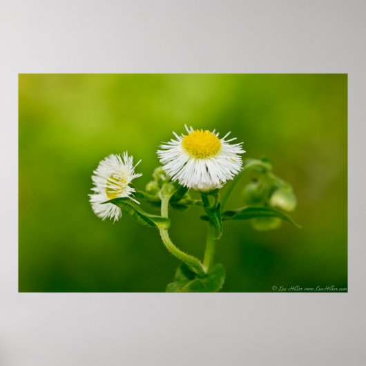 Dancing Daisy Fleabane Wildblume Poster (Vorne)