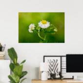 Dancing Daisy Fleabane Wildblume Poster (Heimbüro)