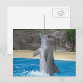 Dancing Dolphin Post Card Postkarte (Vorne/Hinten)